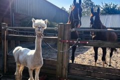 harry-en-paarden