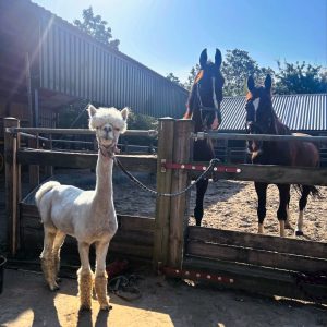 Wandelen met Alpaca’s